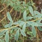 Chamaecytisus ruthenicus Leaf