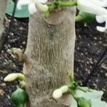 Vasconcellea cauliflora Kôra