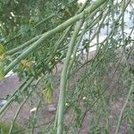 Parkinsonia florida Lubje