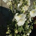 Alcea setosa (Boiss.) Alef.Flor