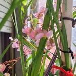 Begonia hydrocotylifolia 花