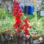 Lobelia cardinalisFlor