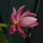 Disocactus phyllanthoides Blüte