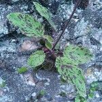 Hieracium maculatum Fuelha