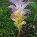 Curcuma aromatica Fleur