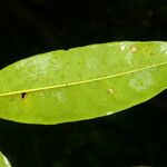 Eschweilera hondurensis 葉