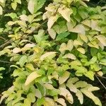Ligustrum sinense Folha