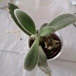 Kalanchoe tomentosa 葉