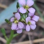 Cakile maritimaFlower