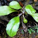 Bellidiastrum michelii Leaf