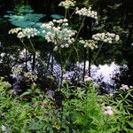 Angelica sylvestris Buveinė