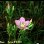 Centaurium portense Mosusu