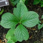 Chloranthus serratus Leaf