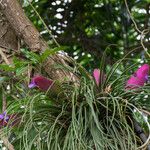 Tillandsia guatemalensis Flor