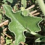 Ecballium elaterium Leaf