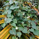 Ipomoea alba Habitus