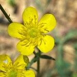 Ranunculus sardousBloem