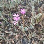 Silene scabriflora Flower