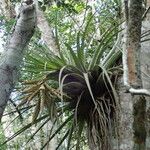 Tillandsia fasciculata Blad