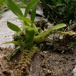 Bulbophyllum resupinatum Hábito