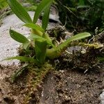 Bulbophyllum resupinatum Pokrój