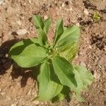 Vicia faba Leaf