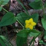 Lysimachia nemorum Flower