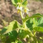 Solanum physalifolium Květ