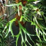 Platycerium alcicorne Leaf