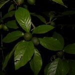 Randia armata Fruit