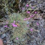 Dianthus graniticus Costuma