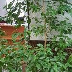 Ficus benjamina Листок