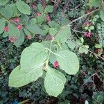 Euonymus latifolius Leaf