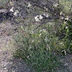 Silene douglasii Hábito