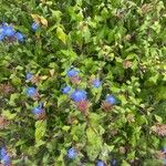 Ceratostigma willmottianum花