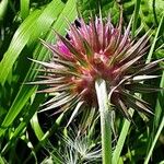 Carduus nutans Lorea