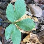 Sanicula canadensis Feuille