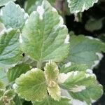 Plectranthus madagascariensis 叶