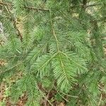 Pseudotsuga menziesii Folha