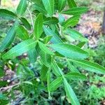 Searsia gueinzii Leaf