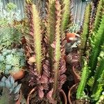 Euphorbia trigona Yaprak