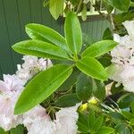 Rhododendron decorum Folha