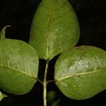 Bursera grandifolia 叶