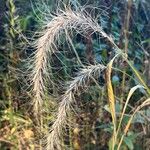 Elymus canadensis Flor