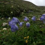 Delphinium brunonianum Облик