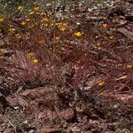 Eschscholzia lobbii Hàbitat