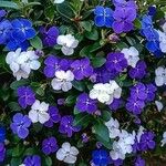 Brunfelsia unifloraFlower