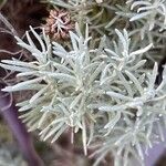 Helichrysum italicumपत्ता