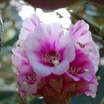 Rhododendron arizelum Flower