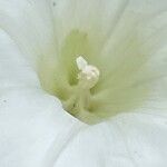 Calystegia silvatica Çiçek